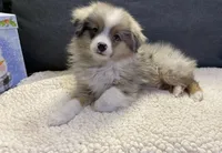 Bluey, a male Toy Australian Shepherd for sale in Lebanon, MO – Photo 2 of 10