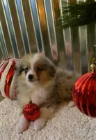 Bluey, a male Toy Australian Shepherd for sale in Lebanon, MO – Photo 1 of 10