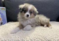 Bluey, a male Toy Australian Shepherd for sale in Lebanon, MO – Photo 10 of 10