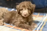 Coco, a male Miniature Aussiedoodle for sale in Lebanon, MO – 2 of 6