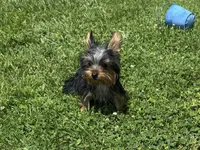 McTiny, a male Yorkshire Terrier for sale in Lebanon, MO – 7 of 9