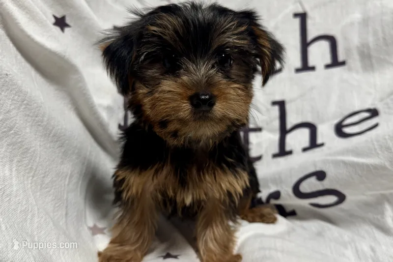Jax – Yorkshire Terrier puppy for sale in Lebanon, MO