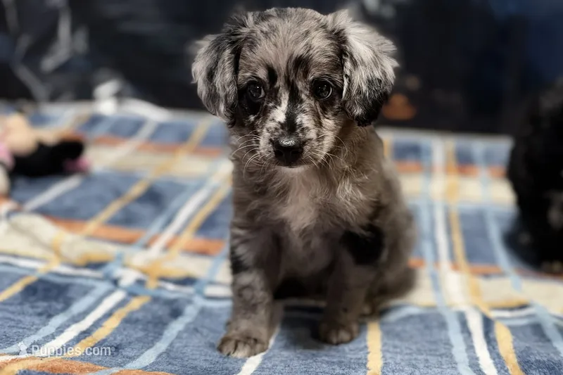 Clamity Jane, a female Miniature Aussiedoodle for sale in Lebanon, MO – 1 of 4