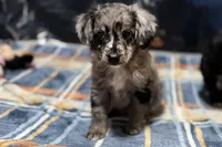 Clamity Jane, a female Miniature Aussiedoodle for sale in Lebanon, MO – 1 of 4