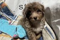 Mini, a female Aussiedoodle for sale in Lebanon, MO – 10 of 10