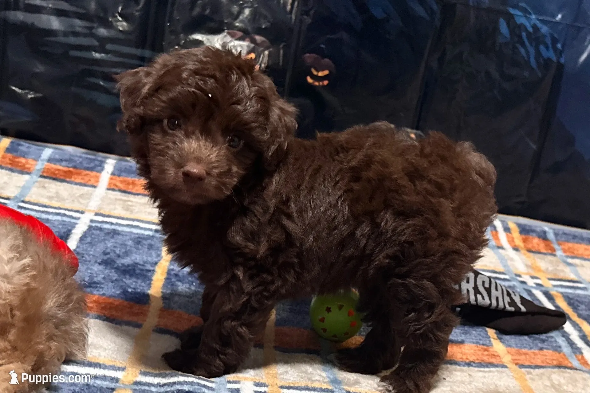 Luna, a female Miniature Aussiedoodle for sale in Lebanon, MO – 1 of 10