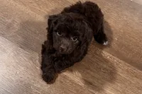 Luna, a female Miniature Aussiedoodle for sale in Lebanon, MO – 6 of 10