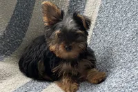 McTiny, a male Yorkshire Terrier for sale in Lebanon, MO – 3 of 9