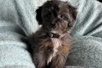 Peanut, a male Aussiedoodle and Poodle - Miniature  for sale in Lebanon, MO – Photo 4 of 10