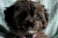 Peanut, a male Aussiedoodle and Poodle - Miniature  for sale in Lebanon, MO – Photo 1 of 10