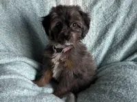 Peanut, a male Aussiedoodle and Poodle - Miniature  for sale in Lebanon, MO – Photo 10 of 10