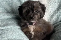 Peanut, a male Aussiedoodle and Poodle - Miniature  for sale in Lebanon, MO – Photo 2 of 10