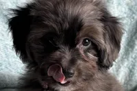 Peanut, a male Aussiedoodle and Poodle - Miniature  for sale in Lebanon, MO – Photo 3 of 10