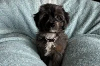 Peanut, a male Aussiedoodle and Poodle - Miniature  for sale in Lebanon, MO – Photo 6 of 10