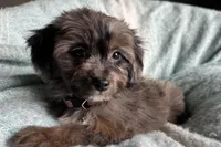 Peanut, a male Aussiedoodle and Poodle - Miniature  for sale in Lebanon, MO – Photo 8 of 10