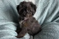 Peanut, a male Aussiedoodle and Poodle - Miniature  for sale in Lebanon, MO – Photo 9 of 10