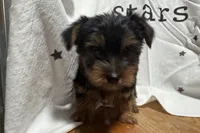Jax, a male Yorkshire Terrier for sale in Lebanon, MO – 6 of 10