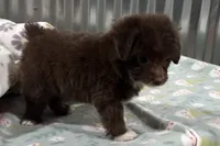 Trigger , a male Miniature Aussiedoodle for sale in Lebanon, MO – 4 of 9