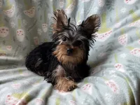 McTiny, a male Yorkshire Terrier for sale in Lebanon, MO – 5 of 9