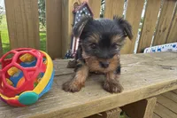 Dandi, a male Yorkshire Terrier for sale in Lebanon, MO – 7 of 10