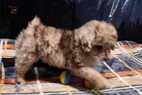 Junie B, a female Miniature Aussiedoodle for sale in Lebanon, MO – 1 of 10