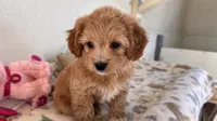 Ginger, a female Shihpoo for sale in Lebanon, MO – 10 of 10