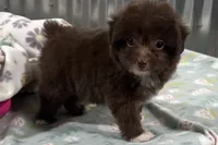 Trigger , a male Miniature Aussiedoodle for sale in Lebanon, MO – 5 of 9