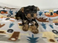 PEPPER, a female Yorkshire Terrier for sale in Lebanon, MO – Photo 3 of 4