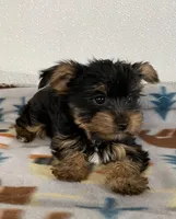 PEPPER, a female Yorkshire Terrier for sale in Lebanon, MO – Photo 2 of 4