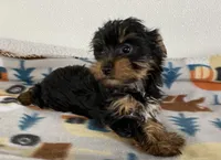 PEPPER, a female Yorkshire Terrier for sale in Lebanon, MO – Photo 4 of 4