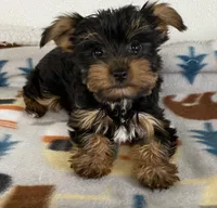 PEPPER, a female Yorkshire Terrier for sale in Lebanon, MO – Photo 1 of 4