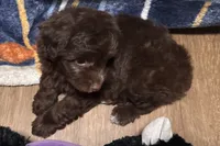 Luna, a female Miniature Aussiedoodle for sale in Lebanon, MO – 2 of 10