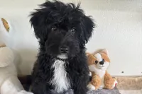 Coop, a male Miniature Aussiedoodle for sale in Lebanon, MO – 7 of 10