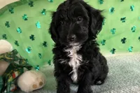 Coop, a male Miniature Aussiedoodle for sale in Lebanon, MO – Photo 7 of 9