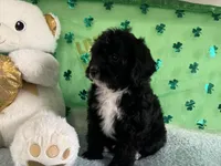 Coop, a male Miniature Aussiedoodle for sale in Lebanon, MO – Photo 10 of 10