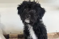 Coop, a male Miniature Aussiedoodle for sale in Lebanon, MO – 5 of 10