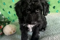 Coop, a male Miniature Aussiedoodle for sale in Lebanon, MO – Photo 3 of 9