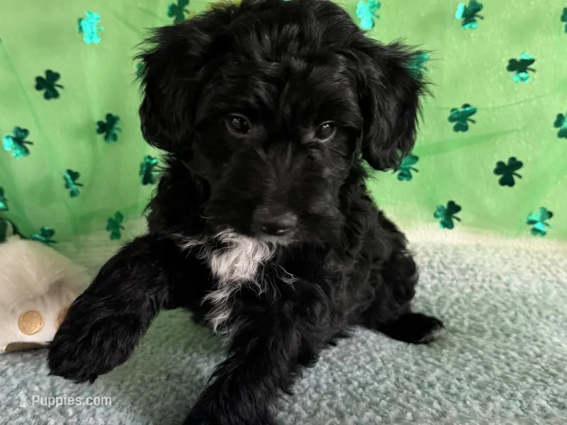 Coop – Miniature Aussiedoodle puppy for sale in Lebanon, MO