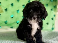 Coop, a male Miniature Aussiedoodle for sale in Lebanon, MO – Photo 4 of 10
