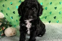 Coop, a male Miniature Aussiedoodle for sale in Lebanon, MO – Photo 5 of 9