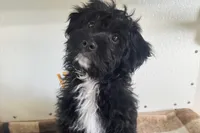Coop, a male Miniature Aussiedoodle for sale in Lebanon, MO – 3 of 10