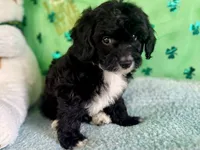 Coop, a male Miniature Aussiedoodle for sale in Lebanon, MO – Photo 7 of 10
