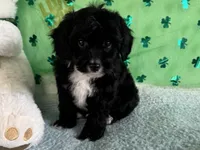 Coop, a male Miniature Aussiedoodle for sale in Lebanon, MO – Photo 9 of 10