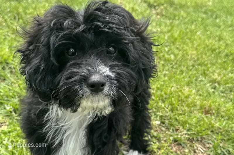 Coop – Miniature Aussiedoodle puppy for sale in Lebanon, MO