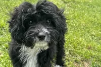 Coop, a male Miniature Aussiedoodle for sale in Lebanon, MO – 1 of 10