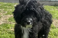 Coop, a male Miniature Aussiedoodle for sale in Lebanon, MO – 6 of 10