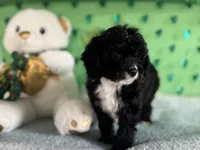 Coop, a male Miniature Aussiedoodle for sale in Lebanon, MO – Photo 1 of 10