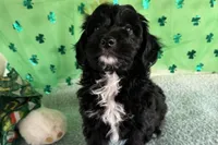 Coop, a male Miniature Aussiedoodle for sale in Lebanon, MO – Photo 8 of 9