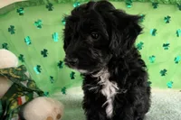 Coop, a male Miniature Aussiedoodle for sale in Lebanon, MO – Photo 6 of 9