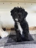 Coop, a male Miniature Aussiedoodle for sale in Lebanon, MO – 8 of 10